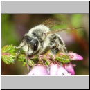 Andrena fuscipes - Heidekraut-Sandbiene m02b 8 mm -Sandgrube Niedringhaussee.jpg
